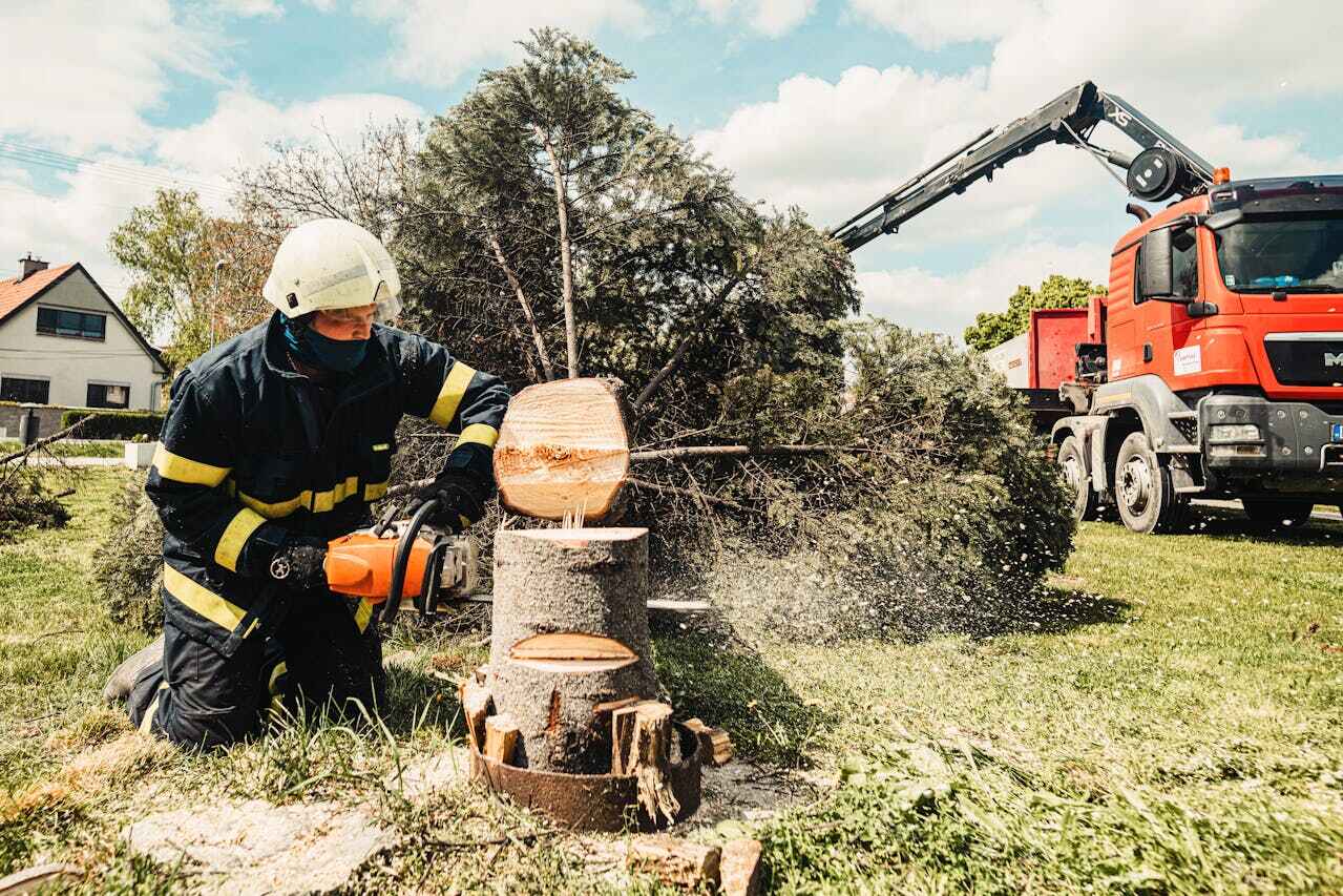 Best Palm Tree Trimming  in Byrnes Mill, MO